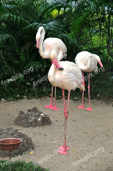 Flamingo Pink Flamingo Birds Zoo Nature