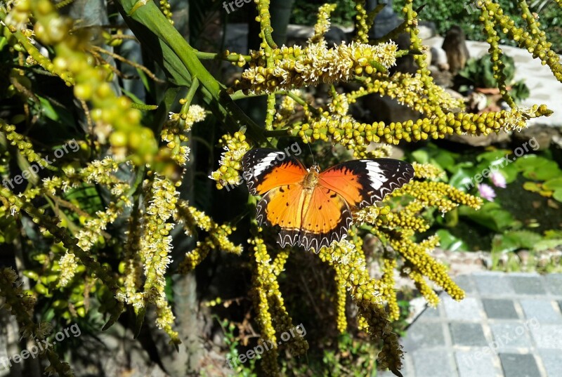 Butterfly Nature Plants Insects Garden