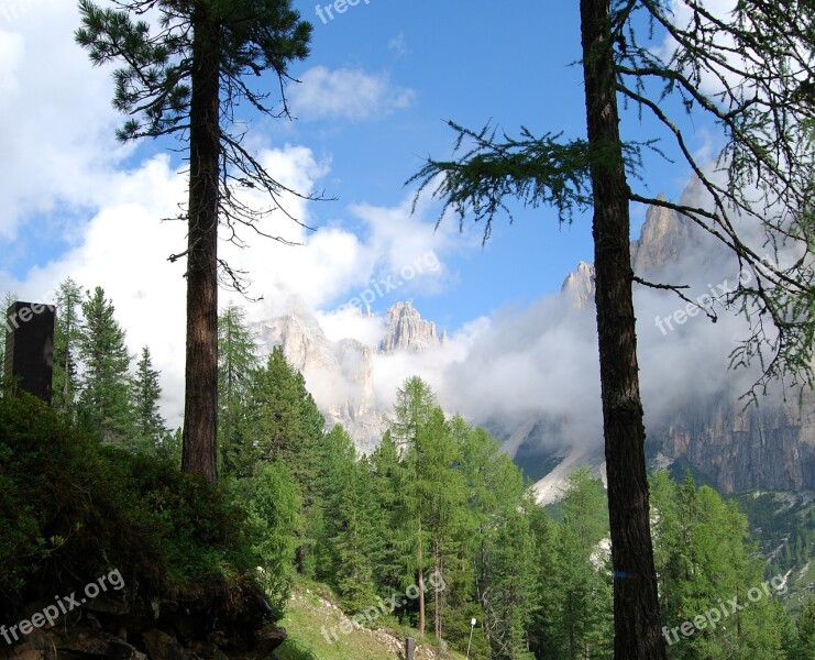 Stem Dolomites Mountain Tree Green