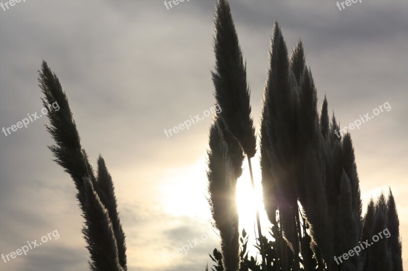 Feather Duster Evening Sun Sky Clouds