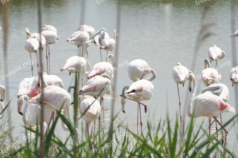 Flemish Roses Camargue Free Photos