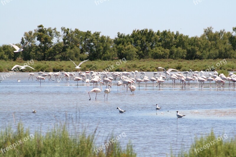 Flemish Roses Camargue France Water