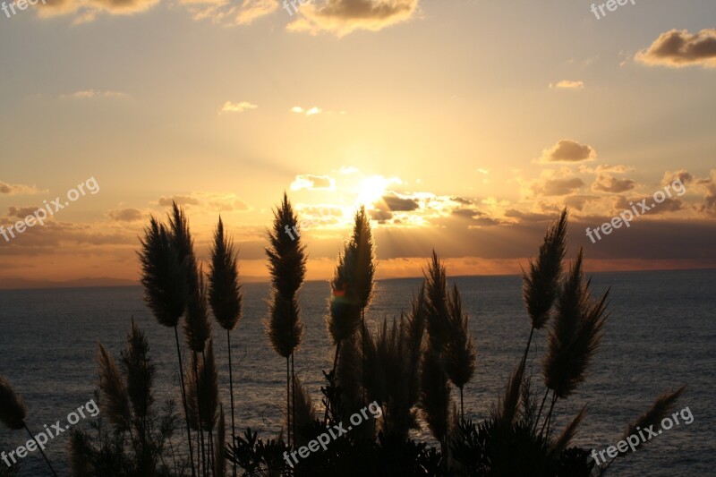 Feather Duster Sunset Evening Clouds Sea