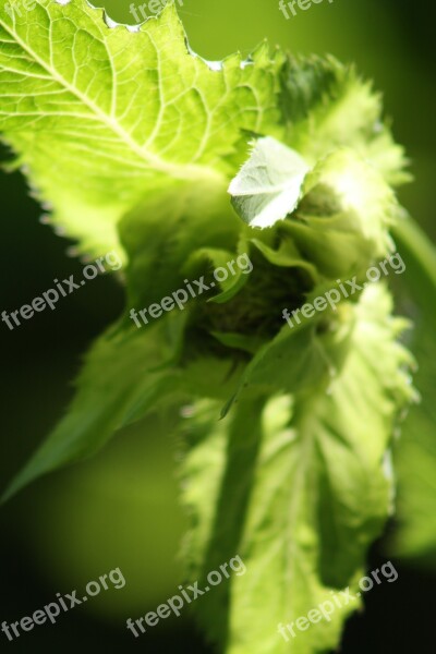 Hazel Green Wild Plant Provence Field