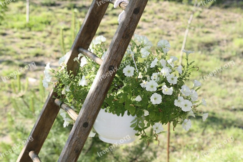 Plant Pot Scale Nature France