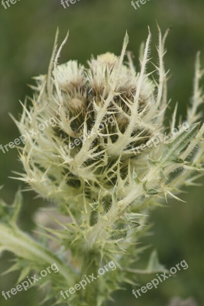 Wild Plant Alps Mountain Thistle Spring