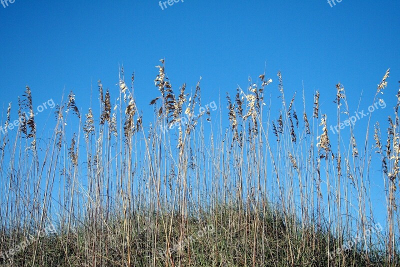 Sea Oats Dunes Shore Blue Sky Coastal