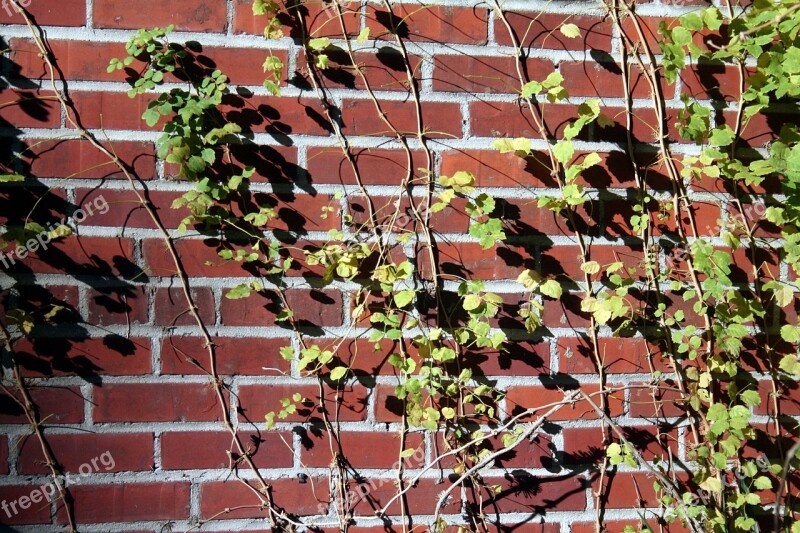 Brick Wall Vines Ivy Building