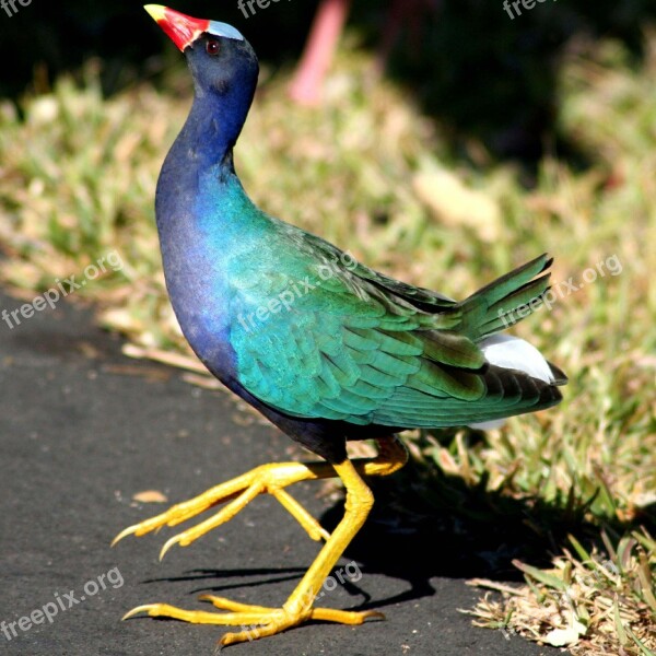 Gallinule Bird Purple Gallinule Dancing Green