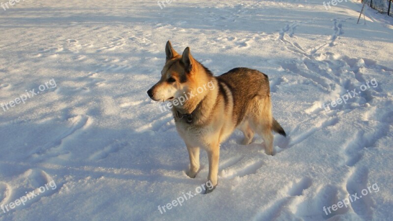 Dog Wolf On Snow Free Photos