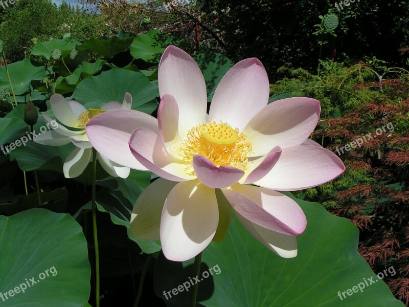 Lotus Flower Nature Aquatic Aquatic Plant