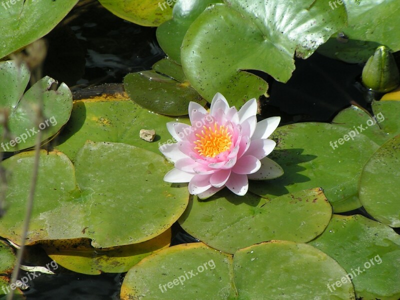 Flower Lotus Aquatic Nature Aquatic Plant