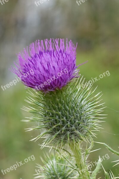 Thistle Macro Flower Scotch Scottish