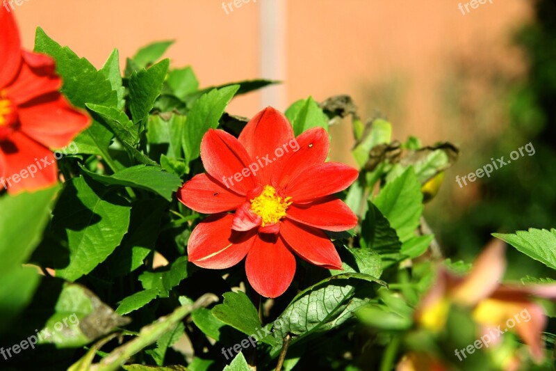 Blossom Bloom Red Plant Flower