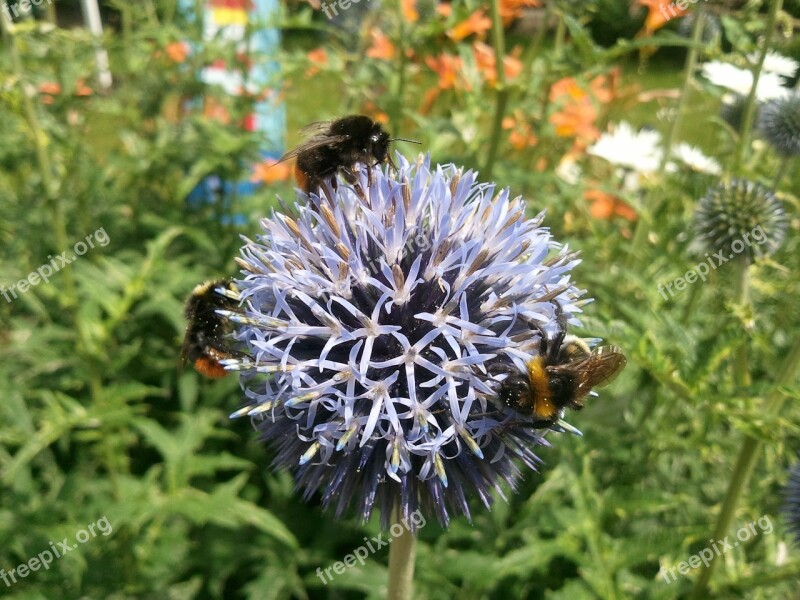 Bumblebees Thistle Flower Wild Spur