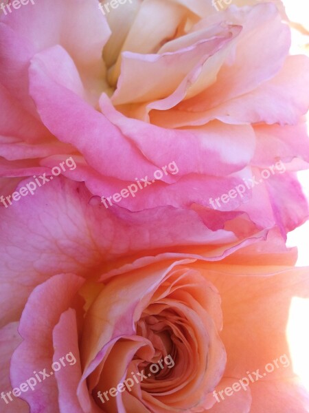 Rose Pink Wild Rose Romantic Bouquet