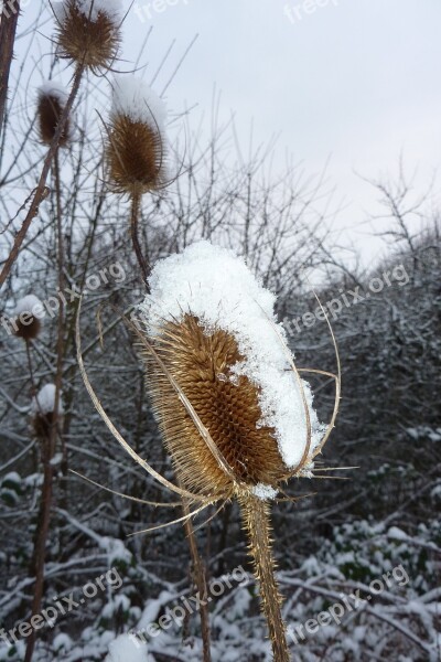 Plant Snow Ice Cold Iced