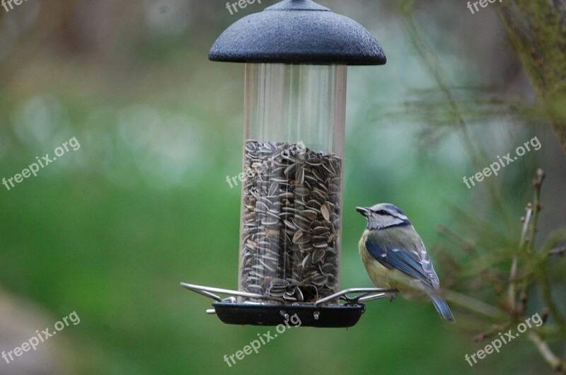 Tit Bird Winter Nature Bird Feeder