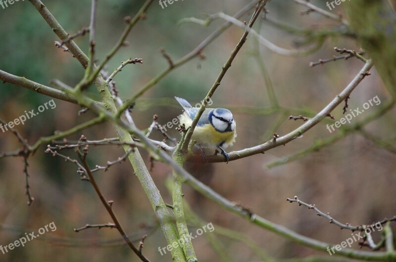 Tit Bird Blue Tit Nature Free Photos