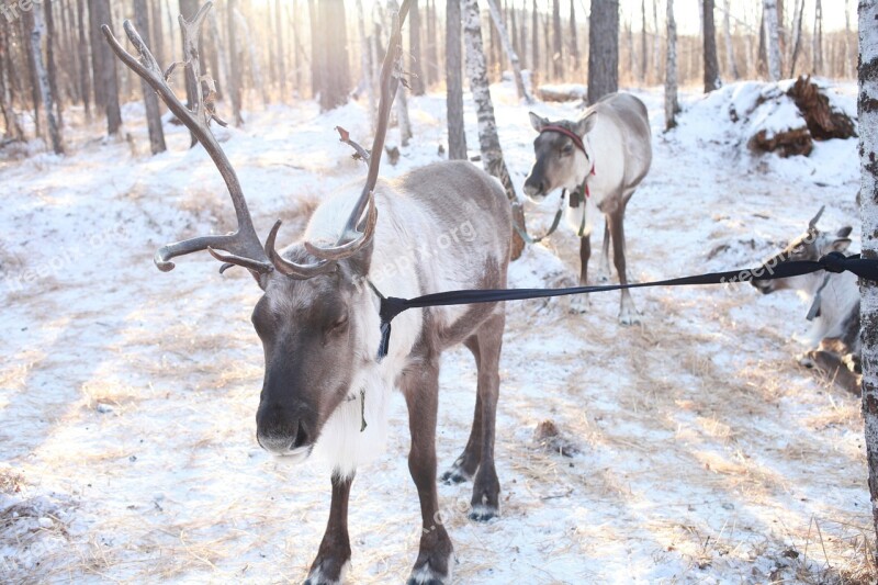 Hulunbeir Reindeer Winter Sunshine Free Photos