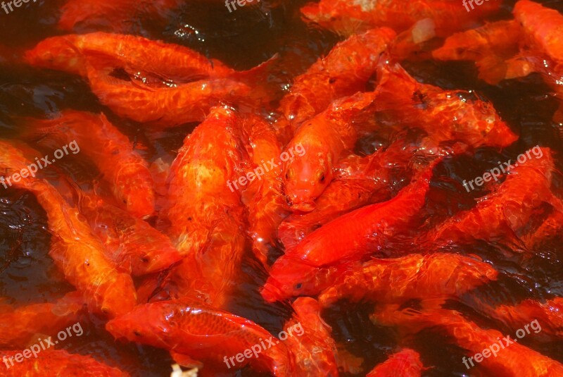 Koi Goldfish Pool Free Photos