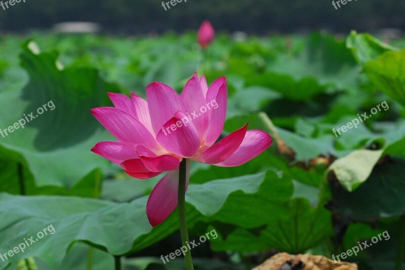 Lotus Lotus Leaf The Scenery Beautiful Free Photos