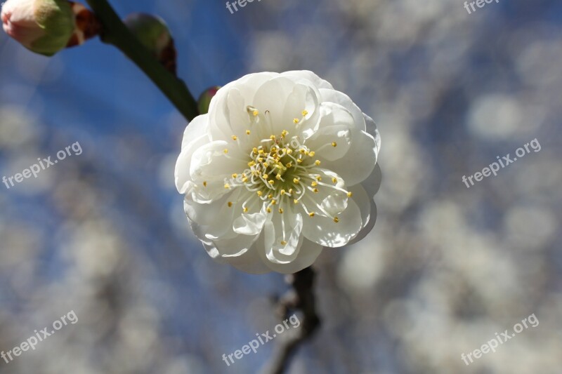 Flower Bloom Blossom White Nature