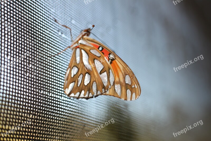 Butterfly Colorful Nature Insect Animal