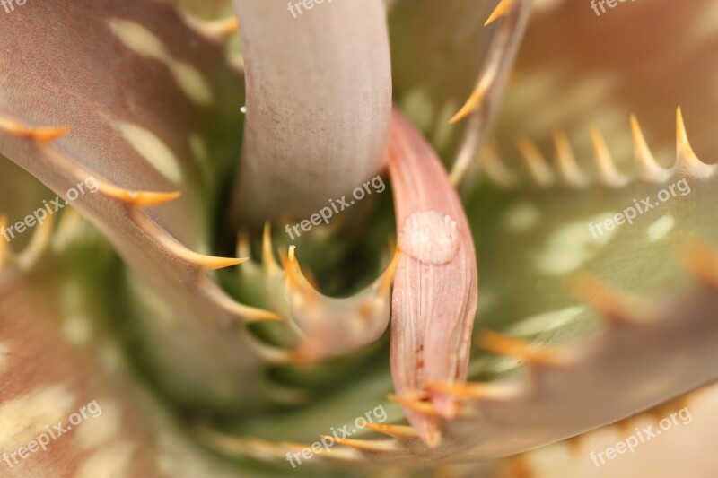 Succulent Plant Green Nature Cactus