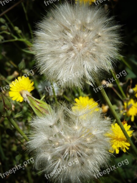 Dandelion Wild Flowers Field Spring Beauty