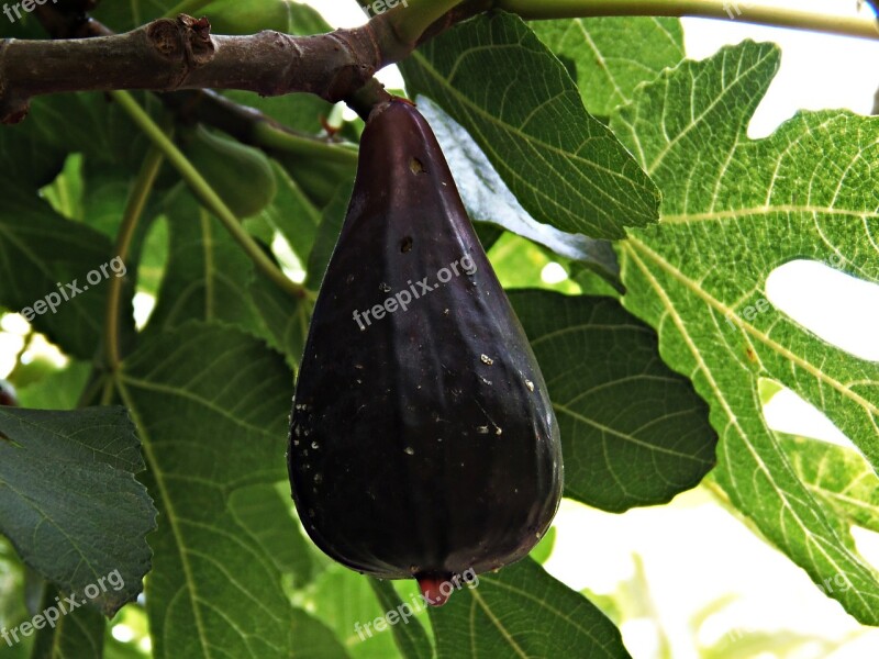 Fig Fruit Mature Shrub Fig Tree