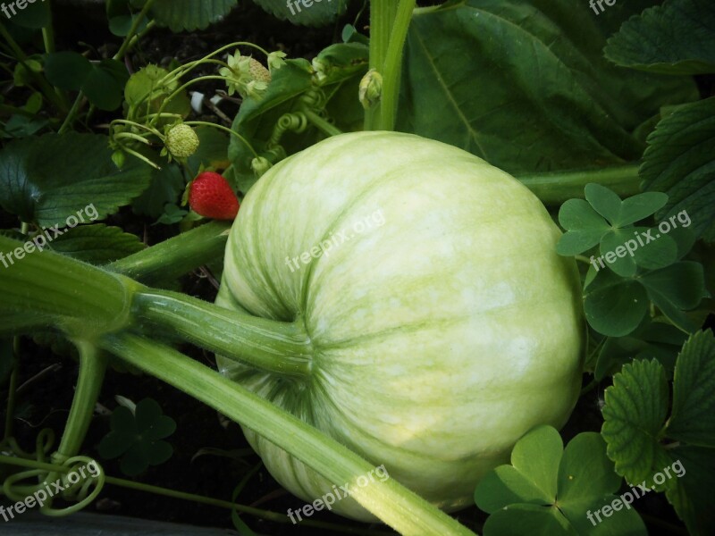 Pumpkin Strawberries Red Field Clover