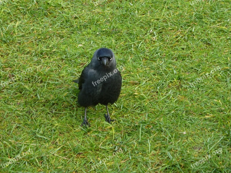 Jackdaw Wild Bird Black Nature Grass