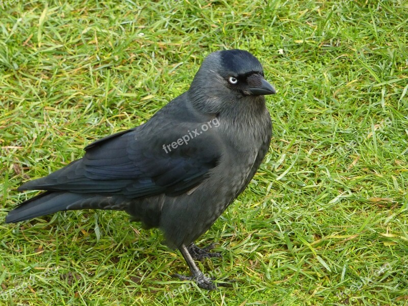 Jackdaw Bird Black Wild Grass