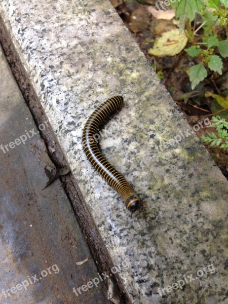 Reptile Millipede Centipede Free Photos