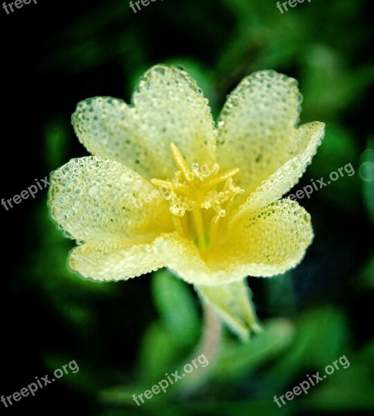 Flower Yellow Nature White Wet