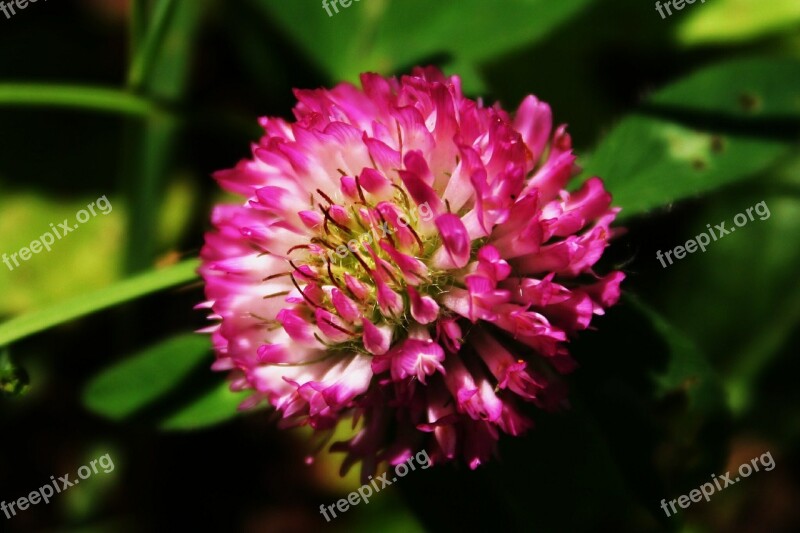 Clover Pink Flower Blossom Summer