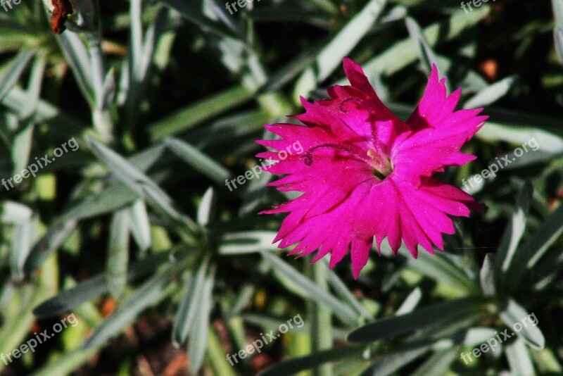 Carnation Flower Pink Spring Blossom