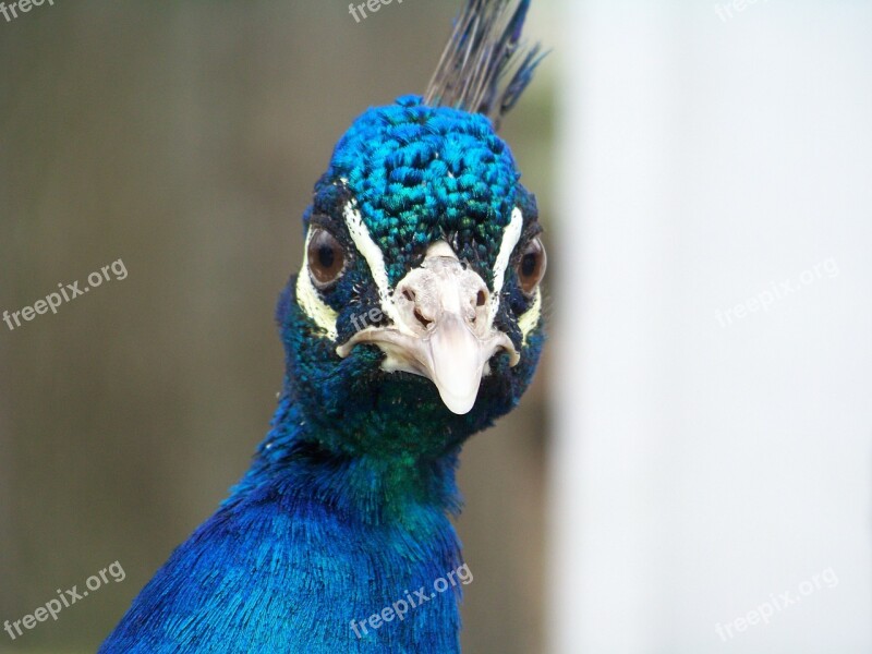 Peacock Head Bird Animal Colorful