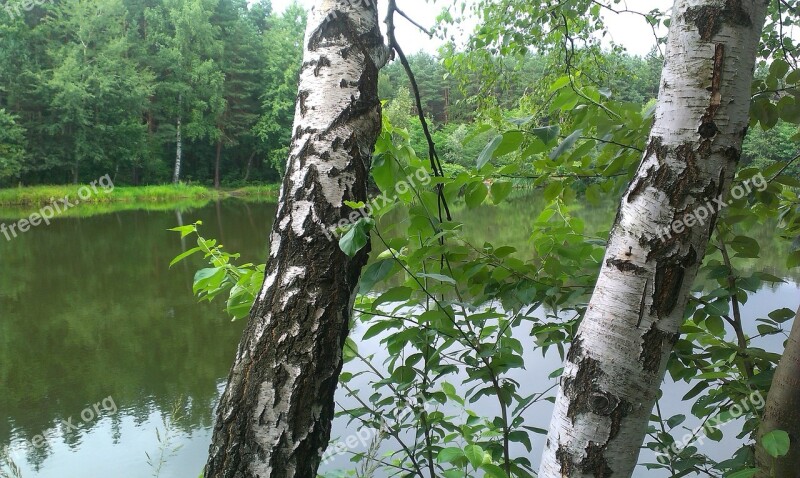 Birch Forest Water Free Photos