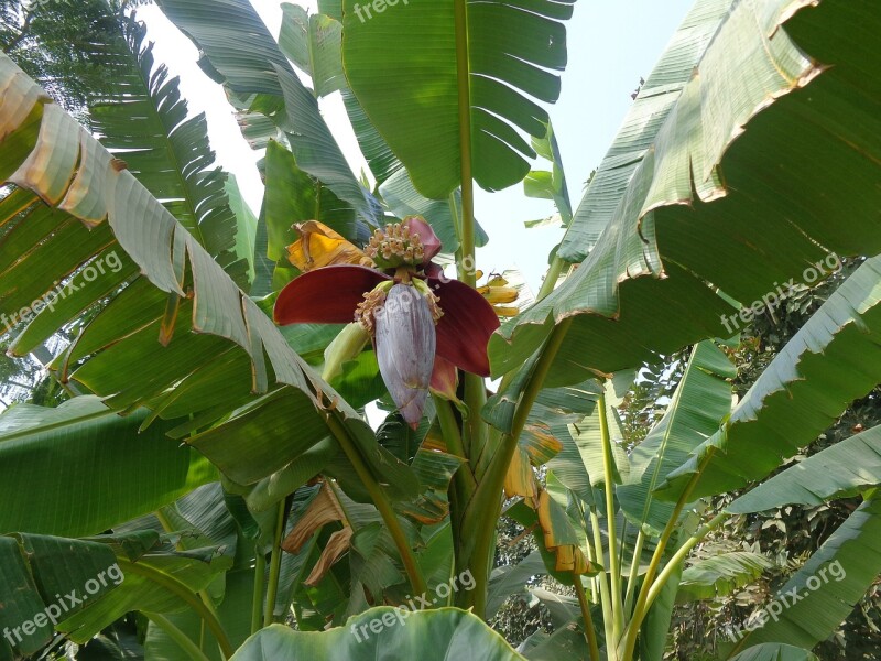 Banana Green Fruit Flower Food