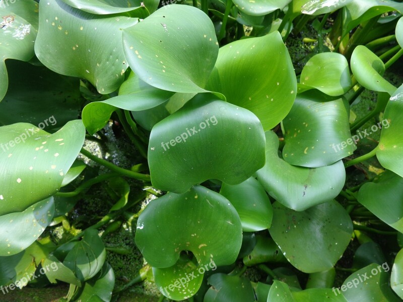 Eichhornia Green Leaf Water Nature