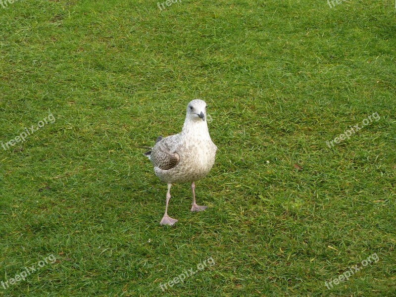 Young Herring Gull Seagull Bird Wildlife Free Photos