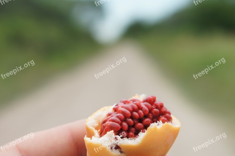 Fruit Of Passiflora Fruit Passiflora Wild Fruit Free Photos