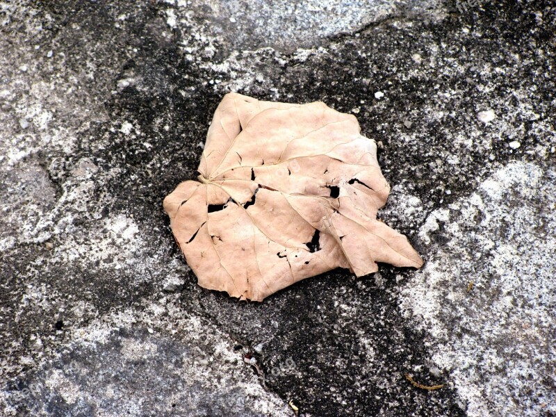 Dry Leaf Old Sheet Fall Colors Fallen Leaf Autumn