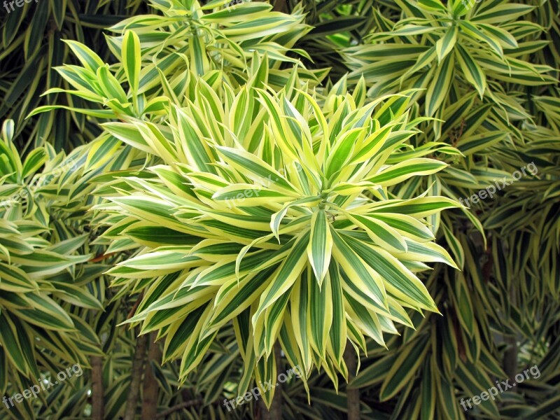 Bush Plant Brasileirinho Nature Tropical Flower