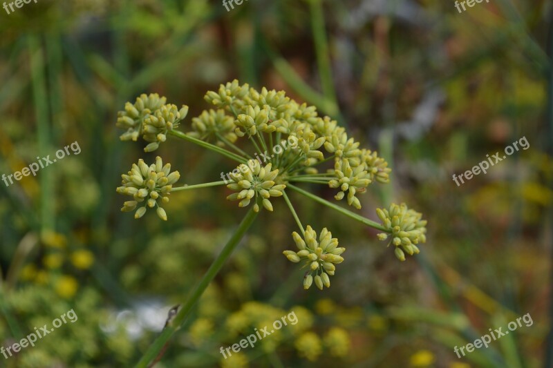 Flower Nature Plant Flowers Flora