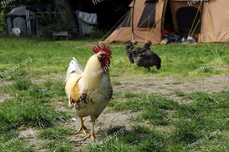 Chicken Hahn Campground Camping Camp