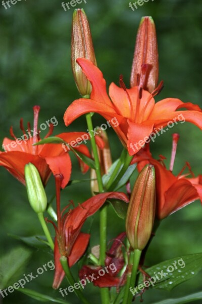 Lily Red Blossom Bloom Nature