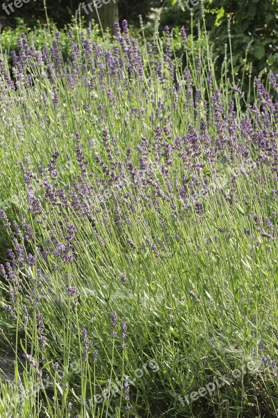 Meadow Grass Spring Flowers Grasses